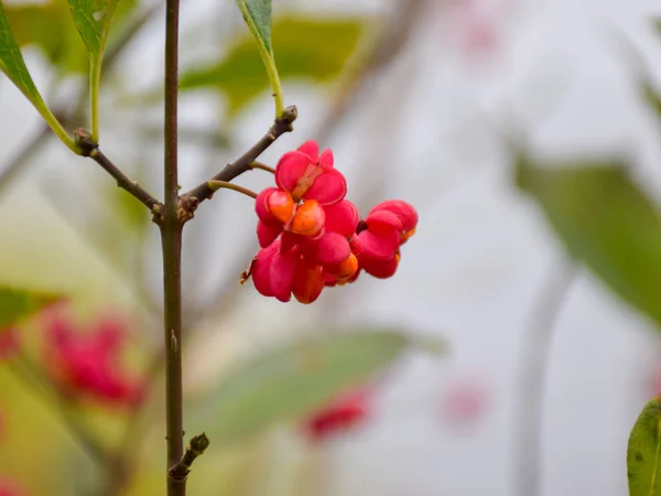Buntes Bild Mit Leuchtend Roten Beeren Herbsttag — Stockfoto