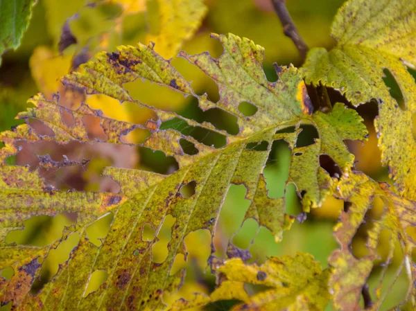 Gelbe Und Perforierte Herbstblätter Mit Einem Unscharfen Hintergrund Auf Der — Stockfoto