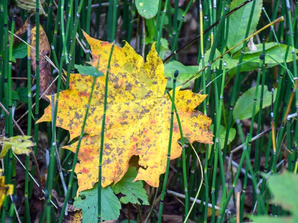 Hojas Otoño Amarillas Perforadas Con Fondo Borroso Parte Posterior — Foto de Stock