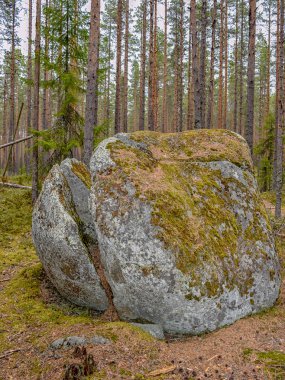 büyük ve güzel taş, taş üzerinde güzel yosun desenleri