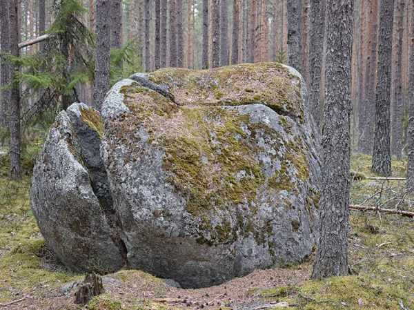 Large Beautiful Stone Beautiful Moss Patterns Stone — Stock Photo, Image