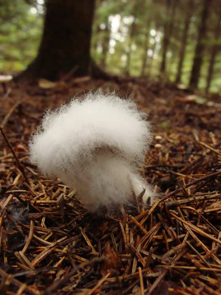 Képek Gyönyörű Gombával Őszi Erdő Hátterében — Stock Fotó