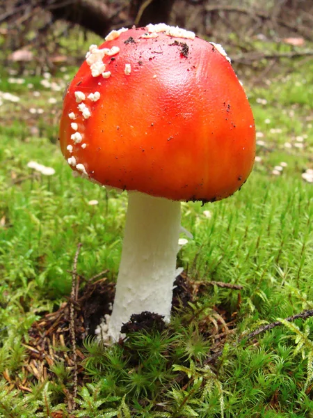 Bilder Mit Schönen Pilzen Auf Dem Hintergrund Des Herbstwaldes — Stockfoto