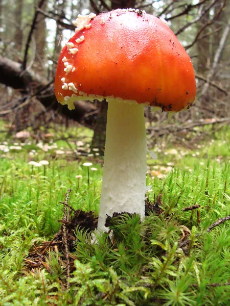 배경에 아름다운 버섯과 — 스톡 사진