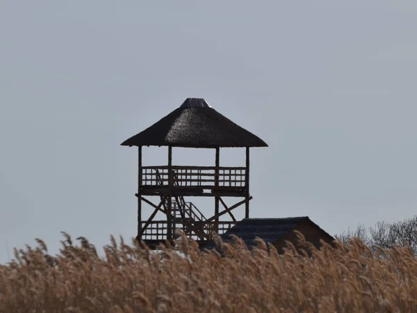 View Seaside Meadows Which Largest Massif Meadows Latvia Important Nesting — Stock Photo, Image