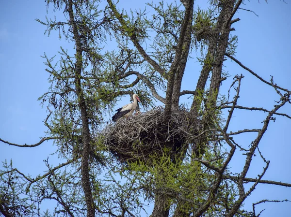 White Stork Nesten Ooievaars Groene Lariks Takken Tegen Blue Spring — Stockfoto