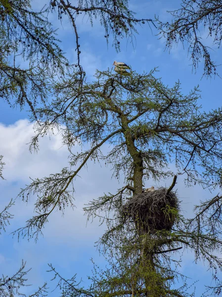 White Stork Nesten Ooievaars Groene Lariks Takken Tegen Blue Spring — Stockfoto