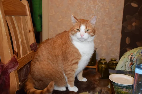 şişman, turuncu kedi hüzünlü portre 