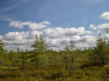 bataklık görünümü, bataklık çam, çim, güneşli gün, birçok bulutlar, güzel parlama