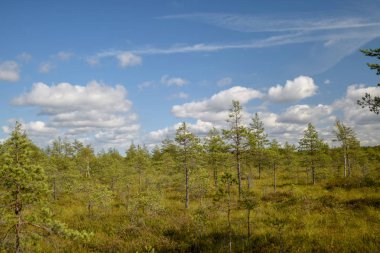 bataklık görünümü, bataklık çam, çim, güneşli gün, birçok bulutlar, güzel parlama