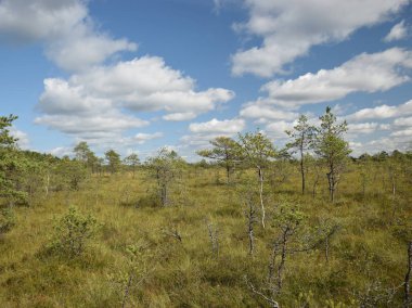 bataklık görünümü, bataklık çam, çim, güneşli gün, birçok bulutlar, güzel parlama