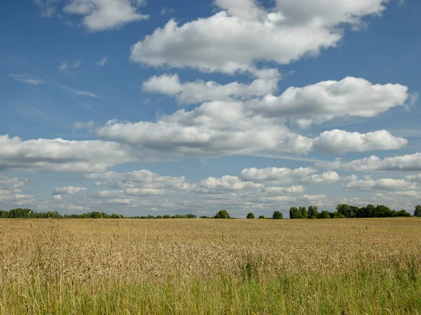 Красивий Літній Пейзаж Луком Безліччю Хмар — стокове фото