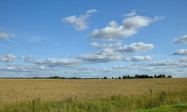 Красивий Літній Пейзаж Луком Безліччю Хмар — стокове фото