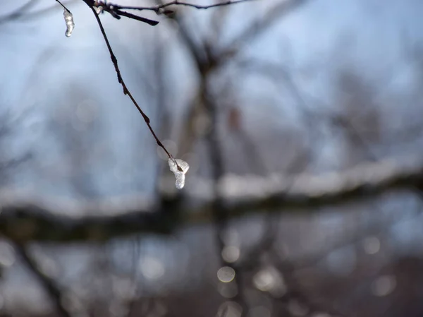 冬天潮湿 下雪和滴水的树枝 选择性对焦 蓝天背景 — 图库照片