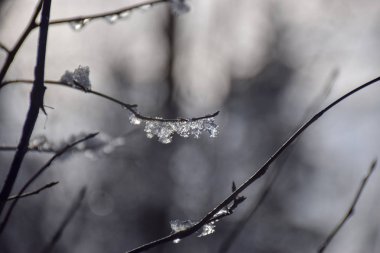 kışın ıslak, karlı ve ağaçların damlama dalları. Seçici odaklama, mavi gökyüzü arka planı