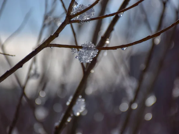 Las Ramas Húmedas Nevadas Goteantes Los Árboles Invierno Enfoque Selectivo —  Fotos de Stock