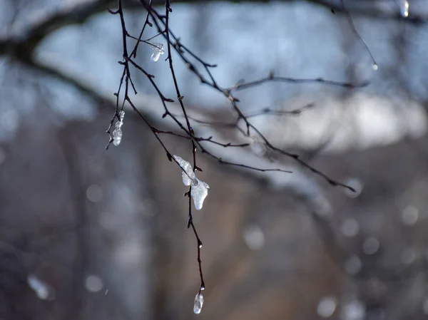 冬天潮湿 下雪和滴水的树枝 选择性对焦 蓝天背景 — 图库照片