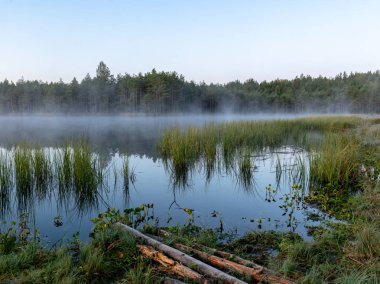 Bataklık manzara , sonbahar sabahı küçük bir orman gölü ve bataklık üzerinde sis ile sabah manzara, don, güzel yansımaları, Driskina gölü, Raiskums bucak, Letonya