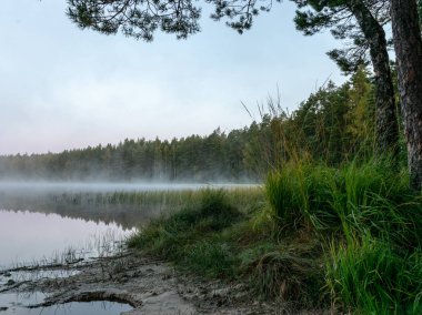 Bataklık manzara , sonbahar sabahı küçük bir orman gölü ve bataklık üzerinde sis ile sabah manzara, don, güzel yansımaları, Driskina gölü, Raiskums bucak, Letonya