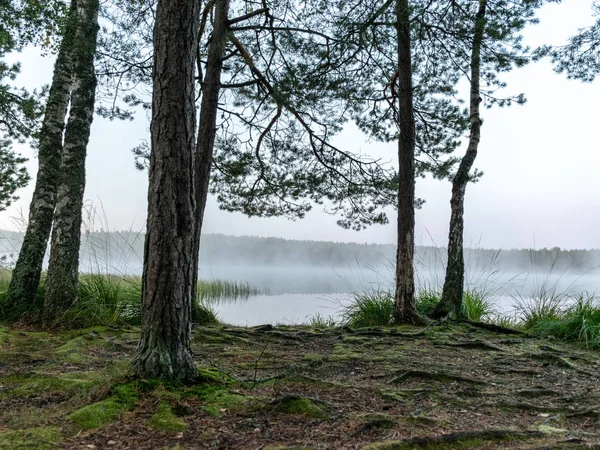 沼からの景色 秋の朝に小さな森の湖と沼の上に霧と朝の風景 美しい反射 ドリスクナ湖 ライスクムス教区 ラトビア — ストック写真