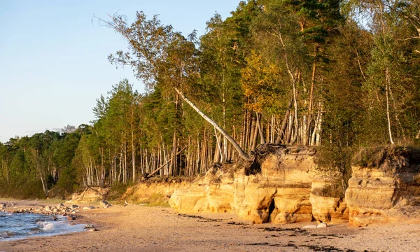 akşam ışık kumtaşı uçurum ile manzara, deniz kıyısı, Veczemju clifts, Letonya