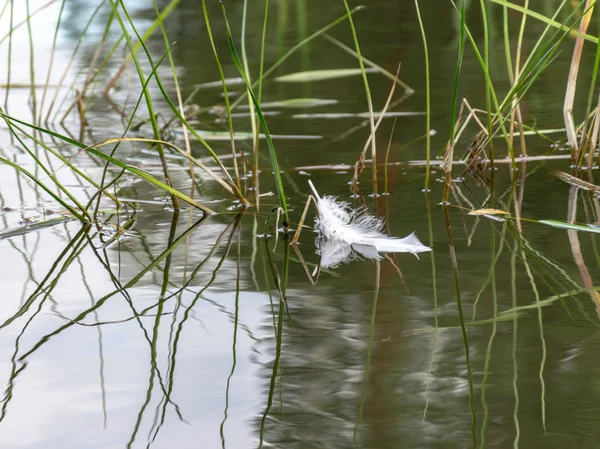 Abstrakte Bilder Von Wassergras Und Vogelfeder Wasser Interessante Reflexionen Unscharf — Stockfoto