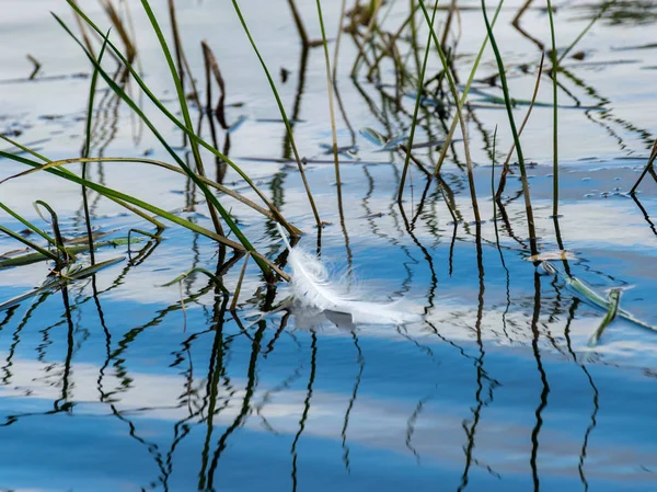 Abstrakte Bilder Von Wassergras Und Vogelfeder Wasser Interessante Reflexionen Unscharf — Stockfoto