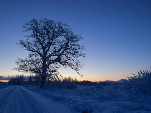 Ensam Fryst Träd Fältet Skymning Tidig Vintermorgon Vacker Färgad Himmel — Stockfoto