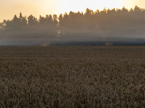 Nebbia Paesaggio Con Campo Cereali Nebbia Contorni Sfocati — Foto Stock