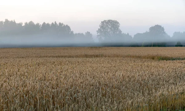 Nebellandschaft Mit Getreidefeld Und Nebel Verschwommene Konturen — Stockfoto