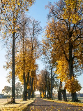 sonbaharda güzel ve renkli ağaç sokak