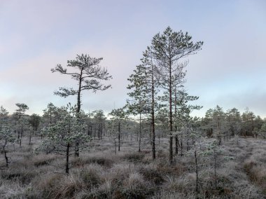 bataklık çam ile sonbahar manzara, soğuk sonbahar sabahı, don