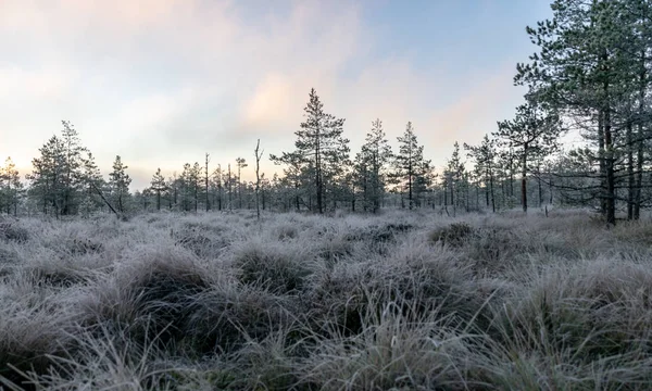 Autumn Landscape Swamp Pines Cold Autumn Morning Frost — Stock Photo, Image