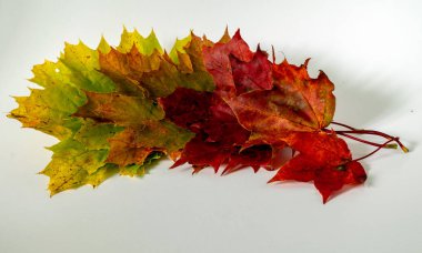 açık bir arka plan üzerinde renkli akçaağaç yaprakları ile fotoğraf