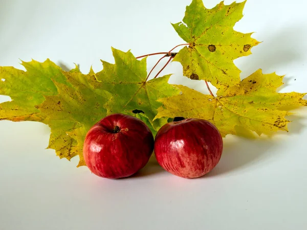 Picture Red Apples Colored Maple Leaf Background — Stock Photo, Image