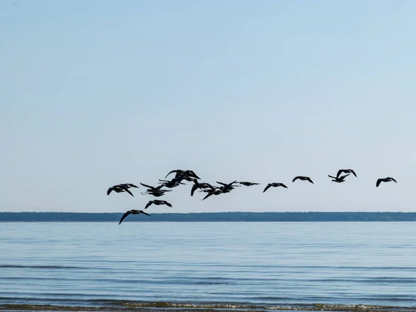 Krajobraz Morski Latającymi Ptakami Nad Morzem — Zdjęcie stockowe
