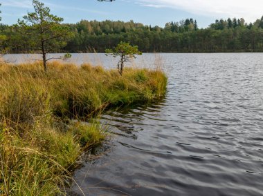 bataklık manzara, bataklık göl, yansımaları, bataklık çam