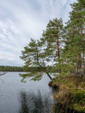 bataklık manzara, bataklık göl, yansımaları, bataklık çam