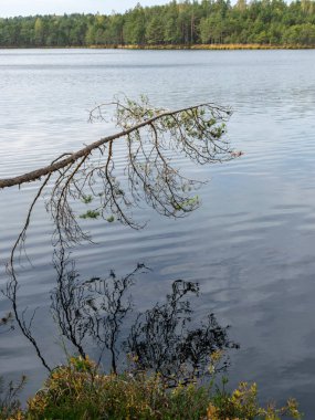 bataklık manzara, bataklık göl, yansımaları, bataklık çam, su üzerinde ağaç eğilerek