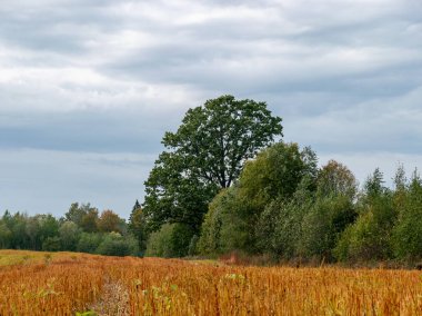 tahıl alanı, ağaçlar, güzel bulutlar ile renkli manzara