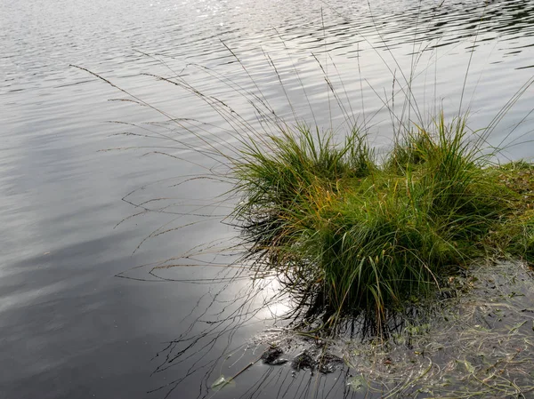 Abstraktes Bild Mit Sonnenblendung Wasser Moorsee Moorgras — Stockfoto