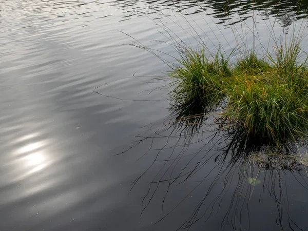 Abstraktes Bild Mit Sonnenblendung Wasser Moorsee Moorgras — Stockfoto