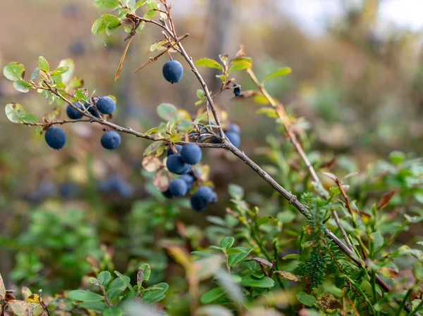 Landscape Bog Blueberries Autumn Day Bog — Stock Photo, Image