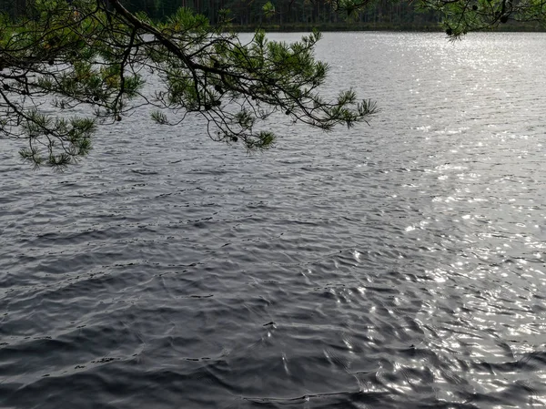 Myrlandskap Myrsjö Reflektioner Myrtallar — Stockfoto