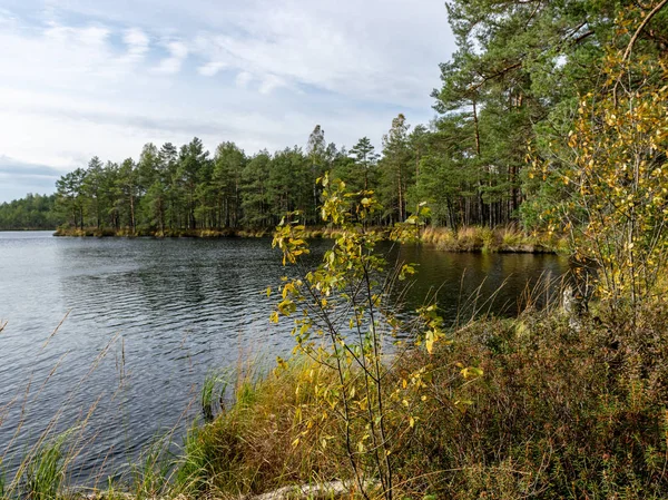 Moeraslandschap Veen Meer Reflecties Veen Dennen — Stockfoto