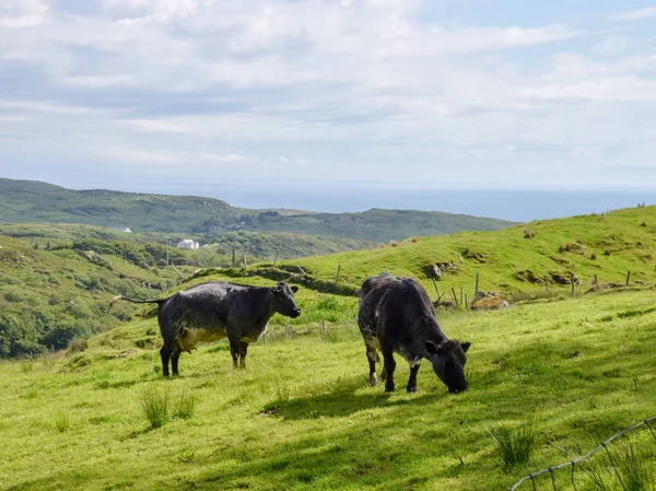 Schöne Sommerlandschaft Mit Kühen Almen Schönem Grünen Gras Und Blauem — Stockfoto