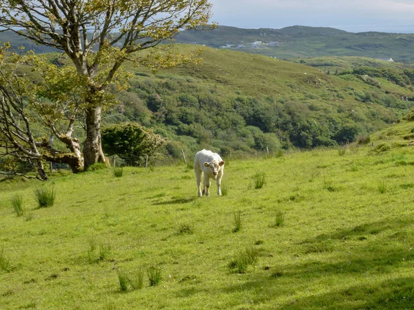 Schöne Sommerlandschaft Mit Schafen Almen — Stockfoto