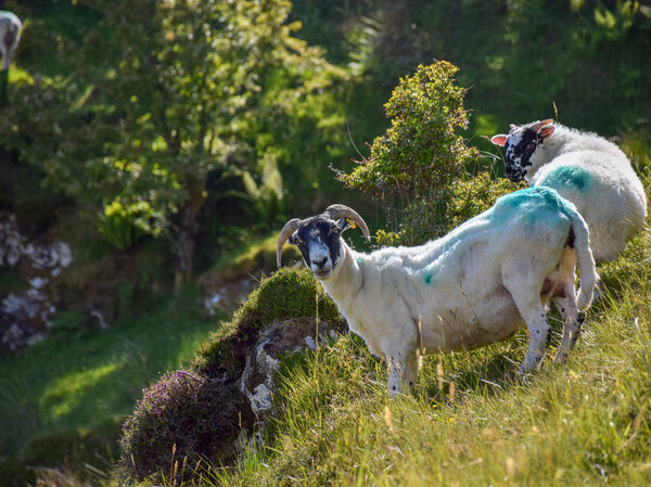 beautiful summer landscape with sheep, mountain pastures