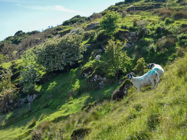 Schöne Sommerlandschaft Mit Schafen Almen — Stockfoto