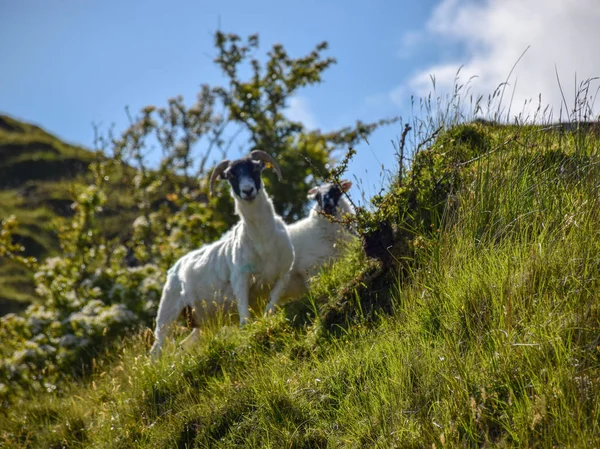 Schöne Sommerlandschaft Mit Schafen Almen — Stockfoto